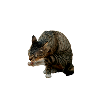 A Gray Tabby Cat Grooms Itself Outdoors On A Sunny Day In Delhi, India. 16939 - Cat PNG image with transparent background